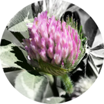 spring awakenings